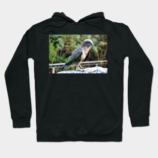 Nouvelle Zélande -  Milford Sound, perroquet kea Hoodie